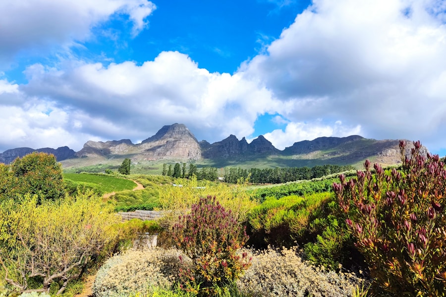 Franschhoek Day Trip — Cape Winelands