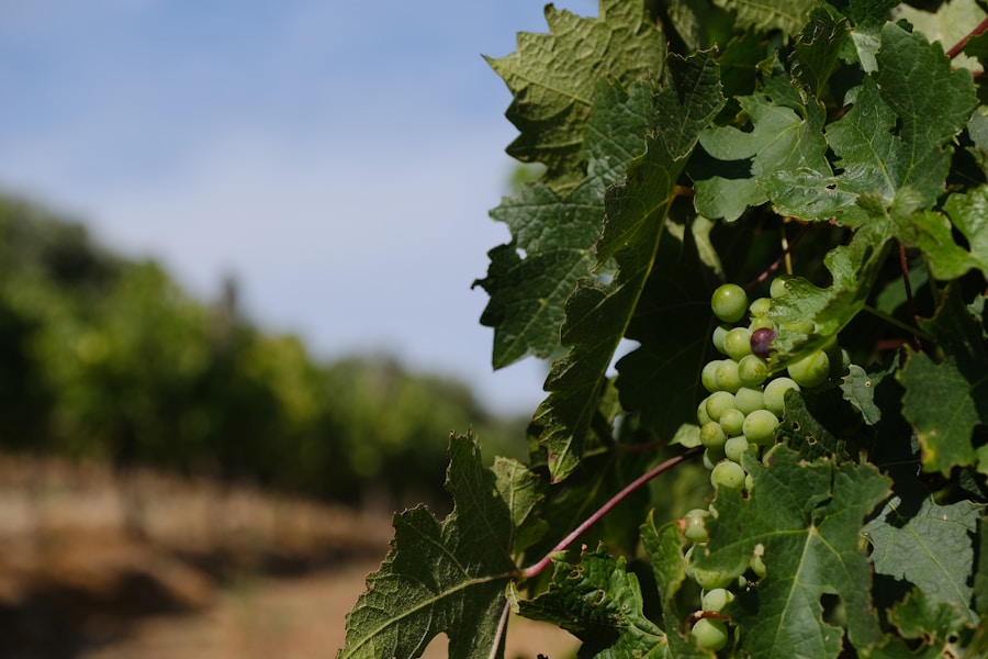 Paarl Heritage Tour — Cape Winelands